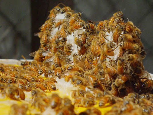 Teelixir Australian Bee Pollen – 100g